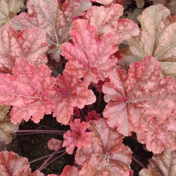 Heuchera - hybride - Eternal Fire - FJF1603